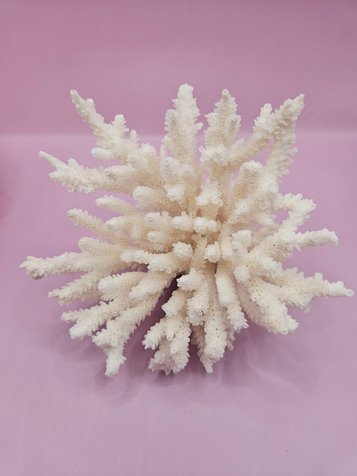 Vintage Table Coral Specimen - Coastal Home Decor