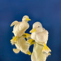 Porcelain Baby Ducks Parade. Set of Two Ducklings Figurines.